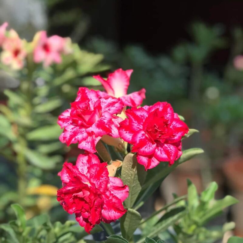 adenium grafted – Plant Hub | Indoor and Outdoor Plants Online