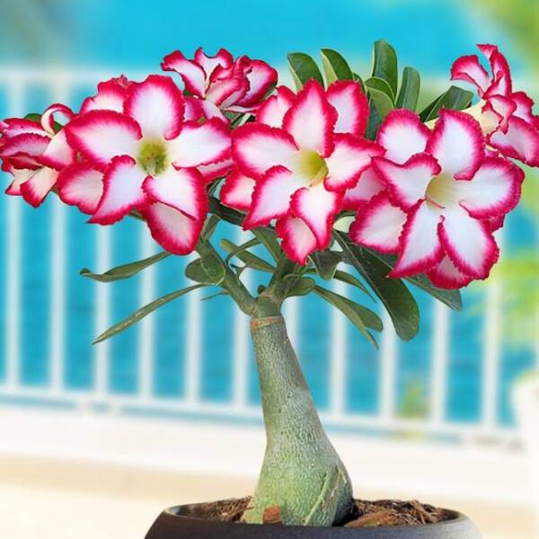Adenium