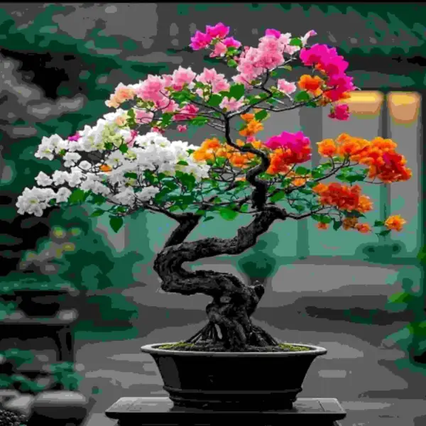 Bougainvillea