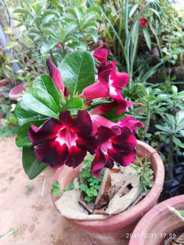 Adenium PHG-107
