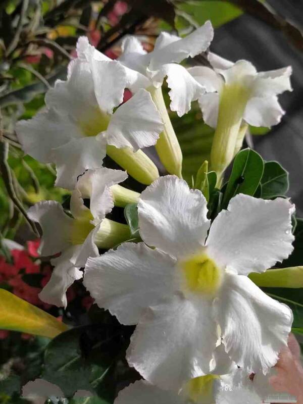 Adenium PHG-108