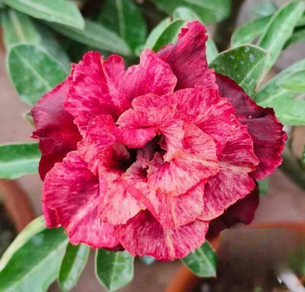 Adenium PHG-109