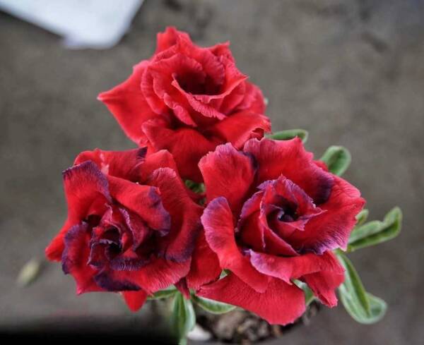 Adenium PHG-116