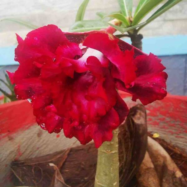 Adenium PHG-124