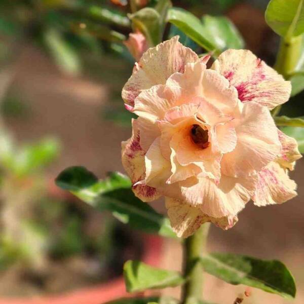 Adenium PHG-125