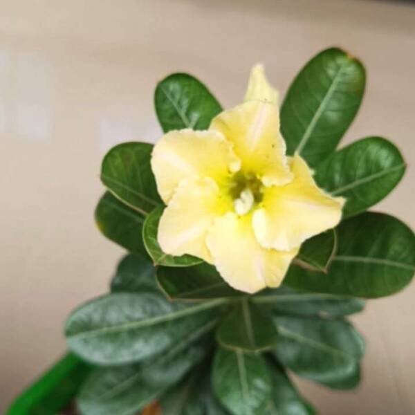 Adenium PHG-126