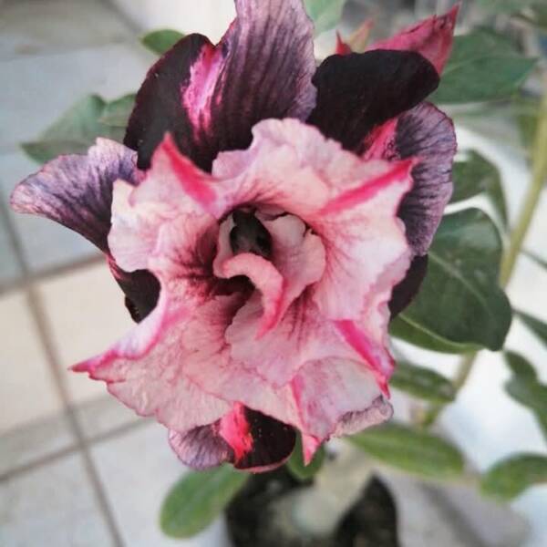 Adenium PHG-128