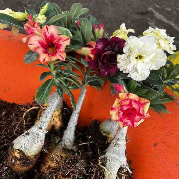 Adenium PHG-130