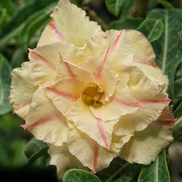 Adenium PHG-132