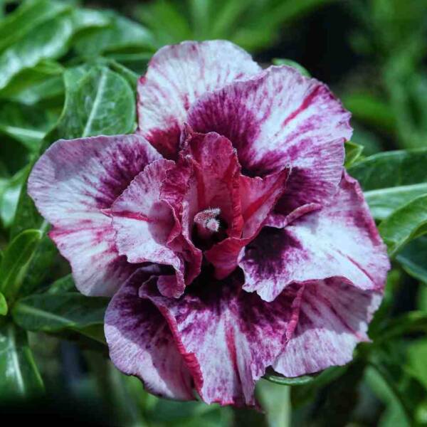 Adenium PHG-133