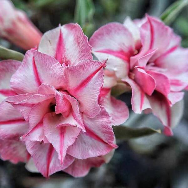 Adenium PHG-134
