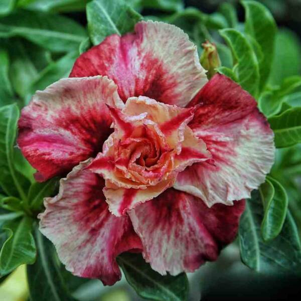 Adenium PHG-135