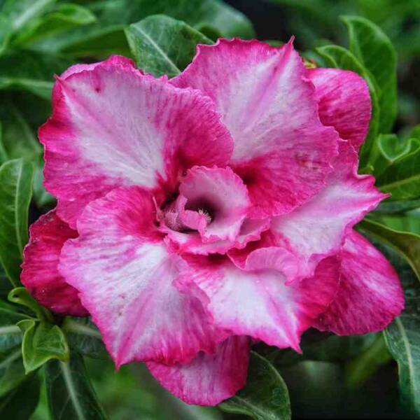 Adenium PHG-136