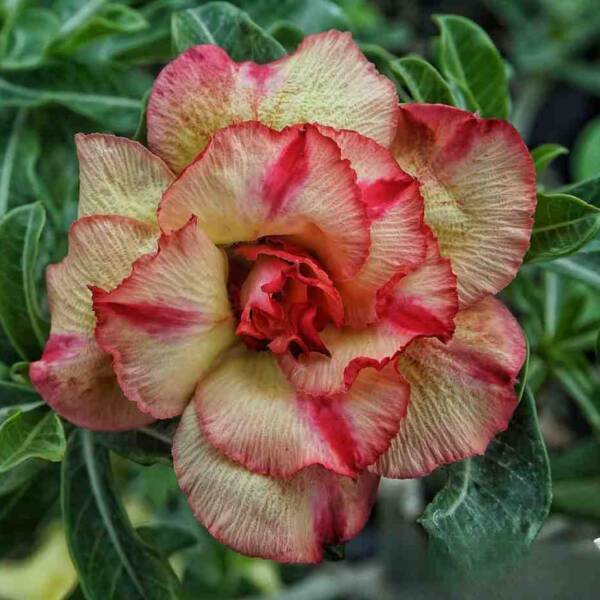 Adenium PHG-137