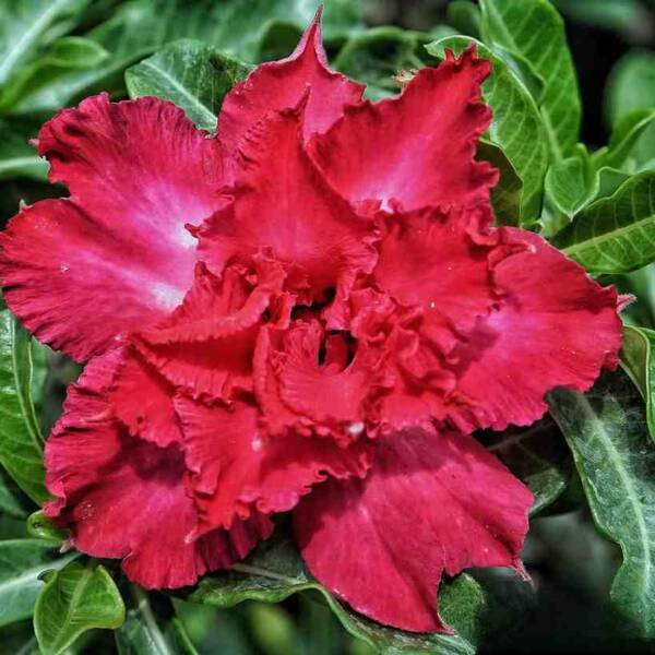 Adenium PHG-138