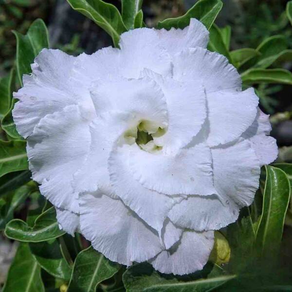 Adenium PHG-140