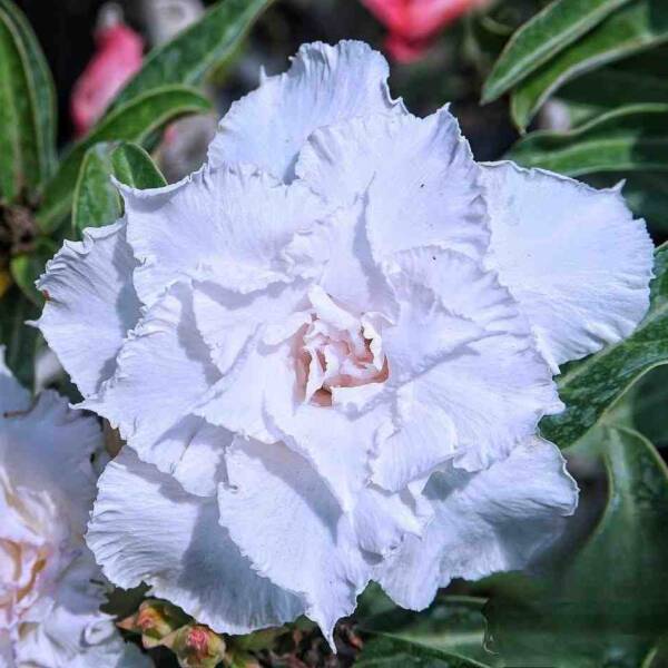Adenium PHG-141
