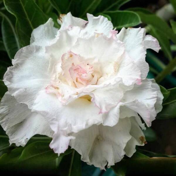 Adenium PHG-142