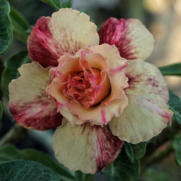 Adenium PHG-144