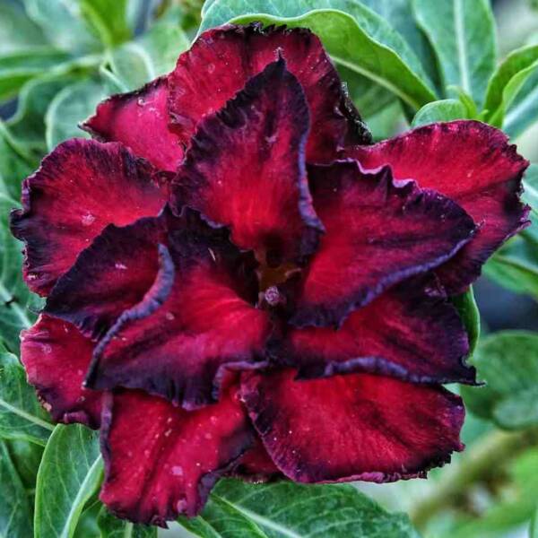 Adenium PHG-143