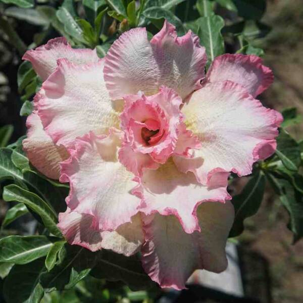 Adenium PHG-145