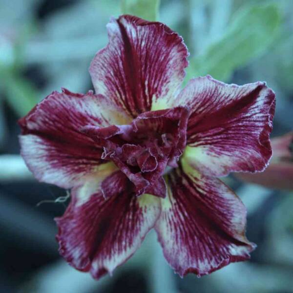 Adenium PHG-147