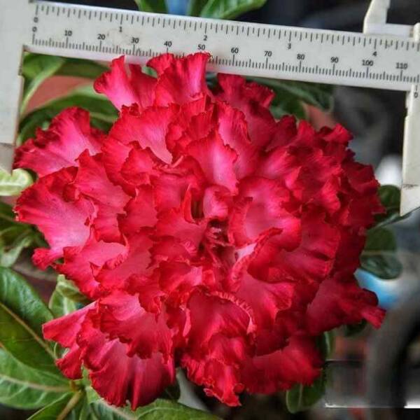 Adenium PHG-152