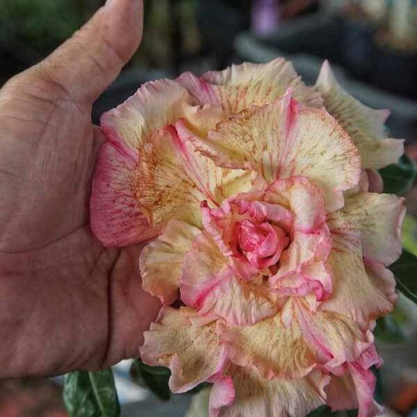 Adenium PHG-153