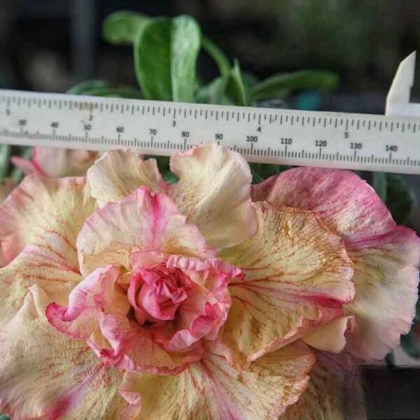 Adenium PHG-154