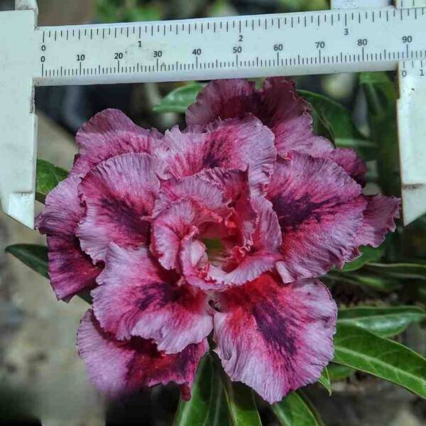 Adenium PHG-155