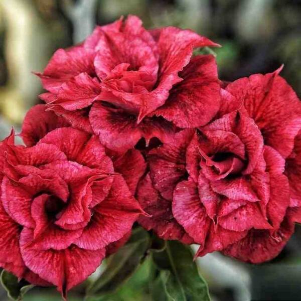 Adenium PHG-156