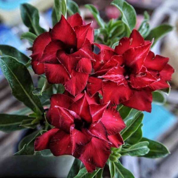 Adenium PHG-157