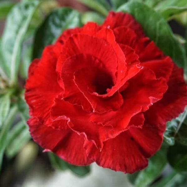Adenium PHG-158