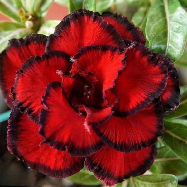 Adenium PHG-159