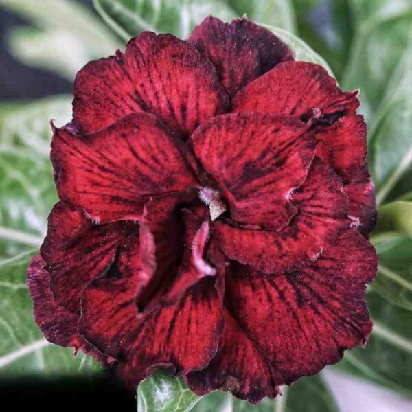 Adenium PHG-160