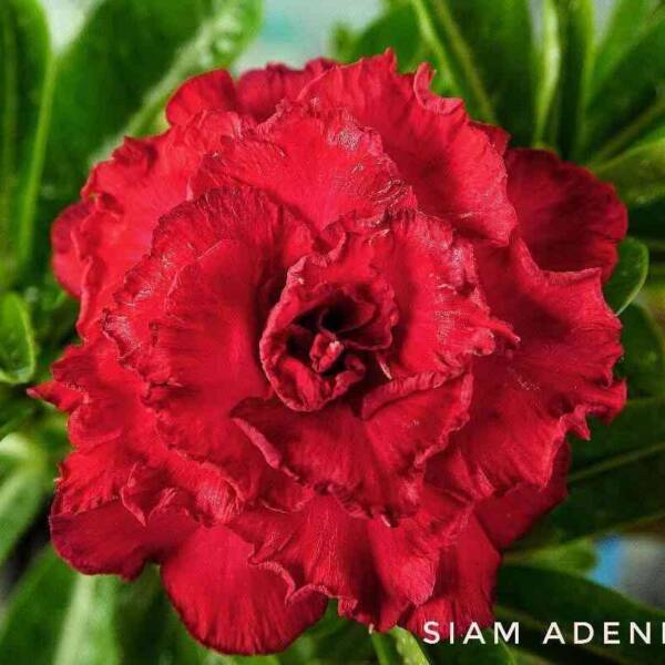 Adenium PHG-161