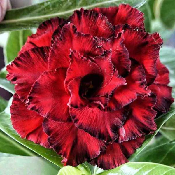 Adenium PHG-162