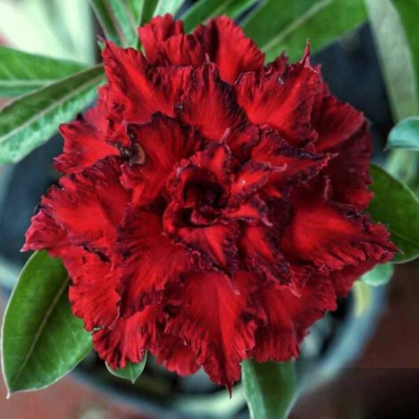 Adenium PHG-163