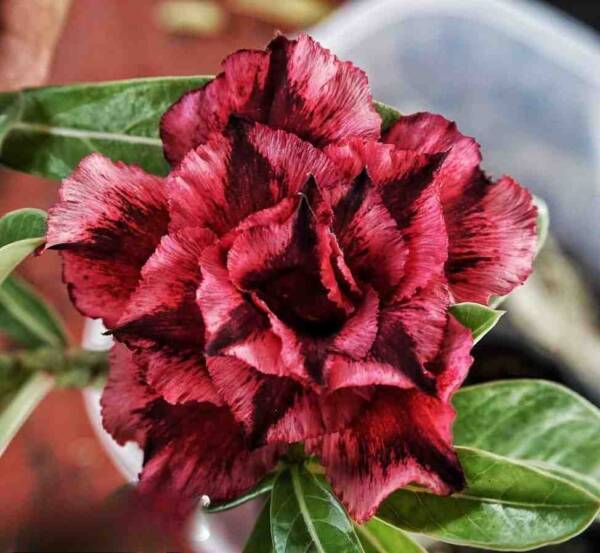 Adenium PHG-164