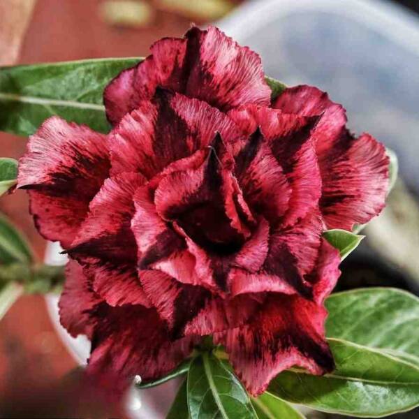 Adenium PHG-164