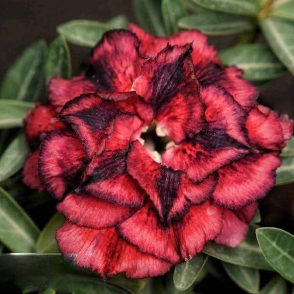Adenium PHG-167