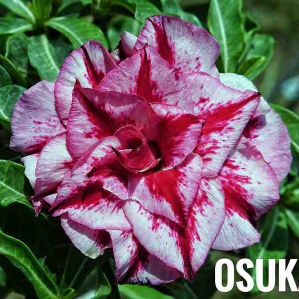 Adenium PHG-168