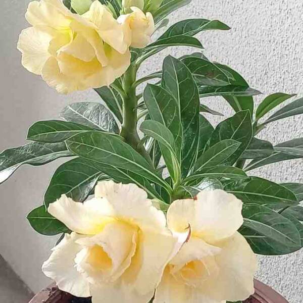 Adenium PHG-169