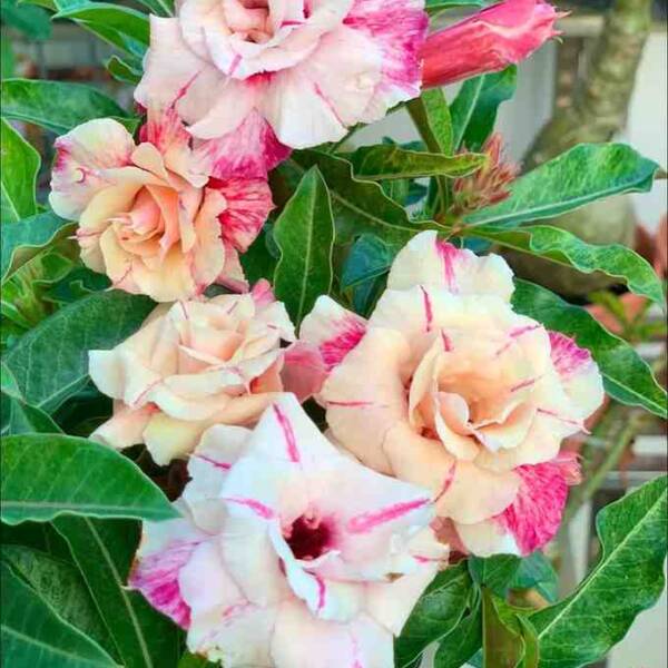 Adenium PHG-170