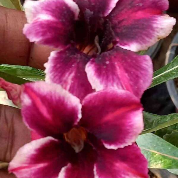 Adenium PHG-172