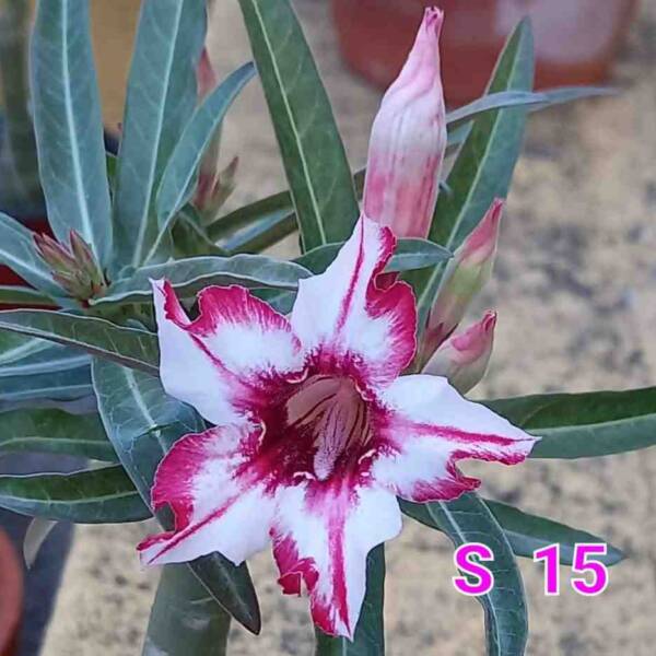 Adenium PHG-174
