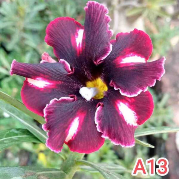 Adenium PHG-175
