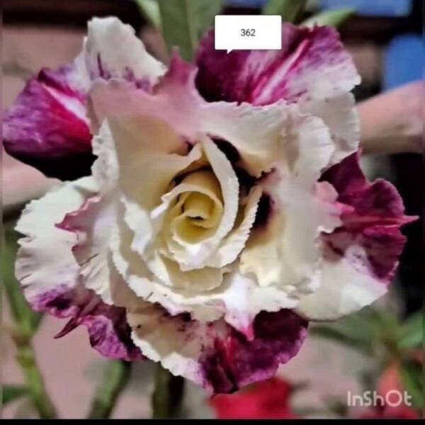 Adenium PHG-146