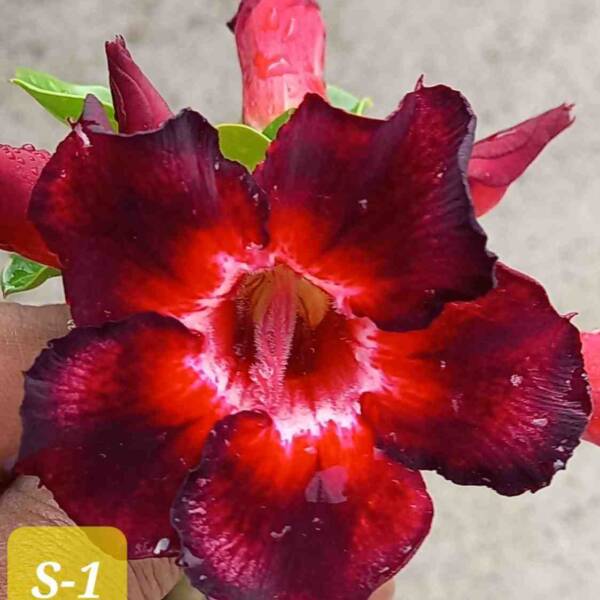 Adenium PHG-177