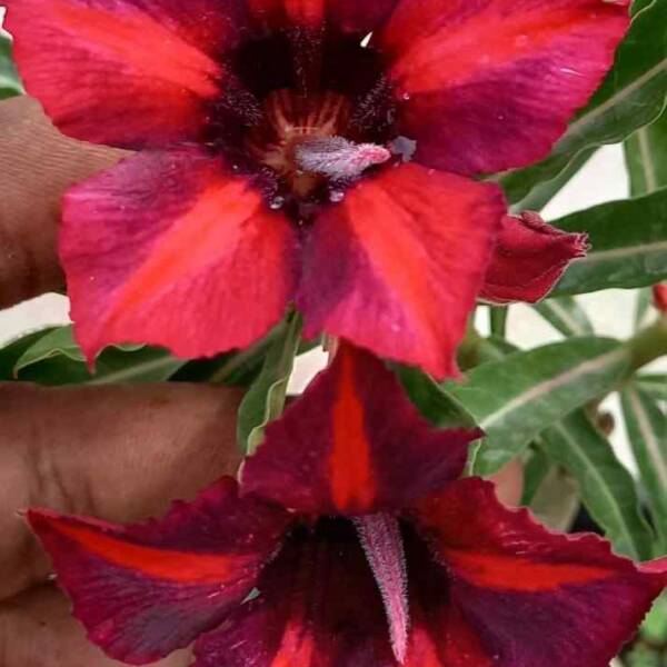Adenium PHG-180